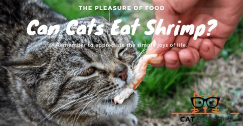 There are some varieties that are fine but it's best to avoid them to be safe. Can Cats Eat Shrimp? Do They Prefer (Cooked Or RAW)