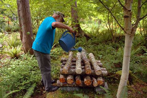These small capped mushrooms are worth the bother as raising them, either in grow bags or in logs, seriously cuts down. Growing Shiitake Mushrooms - Dr. Weil's Garden