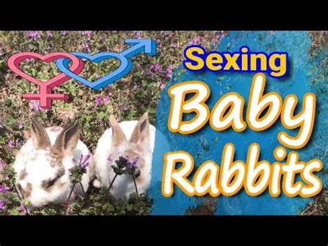 A cottontail bunny normally moves about in hops, but if frightened, it will either freeze in place or run how to tell the difference between male & female turkeys. Baby Rabbit Gender: How to sex bunnies - Mediapets
