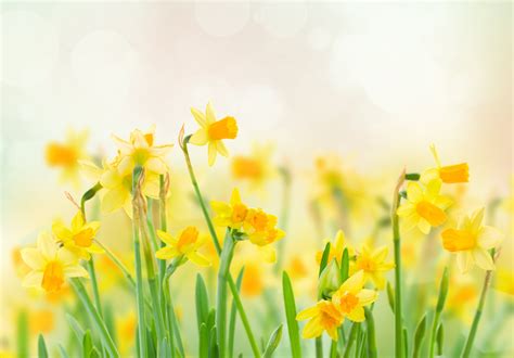 Bienvenue sur la page facebook officielle du printemps. 5 Fleurs pour Célébrer l'Arrivée du Printemps - FloraQueen