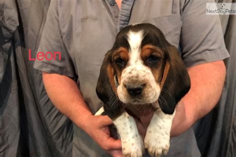 A healthy basset hound puppy will cost you an approximate amount of $2,000 and even up to $10,000 for a puppy with superior pedigree and top breed lines. European : Basset Hound puppy for sale near Indianapolis, Indiana. | 1af389e7-14e1