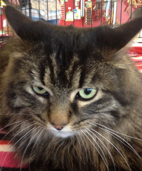 Woofmeow family pet center local pet food and supply store is a healthy pet shop near derry with everything you need for your dogs & cats. Cat Adoption Centers Near Me - Animal Friends