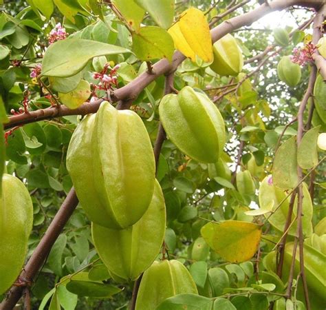 Dwarf fruit trees offer one wonderful way for gardeners to make the most of the space they have available. Nelesa Gardening Star Fruit Plant Live with Pot | Star ...