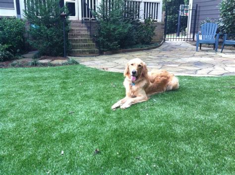 Imdb movies, tv & celebrities. SoftLawn® Pet Turf | Fake Grass for Dogs | Synthetic Turf ...