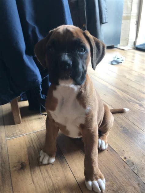 Usda licensed commercial breeders account for less than 20% of all breeders in the country. Boxer puppies 2 BOYS LEFT | Cape Town Boxer Puppies | Dog ...