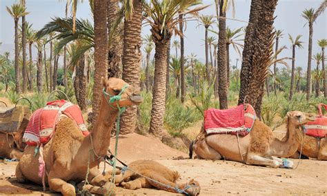 Wrap your included protective scarf around your travel through lush palm groves and over rugged terrain to a traditional berber house. Marrakech camel trekking - Marrakech camel ride 2018 ...