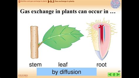 The purpose of the respiratory system is to perform gas exchange. Class 10 Biology Gaseous Exchange in Plant Cuticle and ...