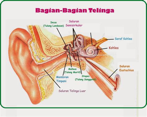 Jadi bisa dikatakan bentuk daun kapuk adalah majemuk menyirip genap ganda dua dengan sempurna. telinga dan bagiannya - KLIK ILMU