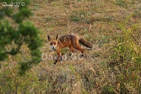 Raposo iba con un inusual para la época teléfono móvil y hacía que hablaba en inglés. FAUNA DE LA MONTAÑA ORIENTAL LEONESA: La Tierna mirada del ...