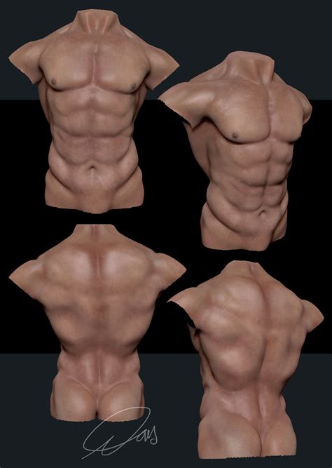 A female will have a short torso and long legs, while the natural male has a torso equal in length from the top of the very square 3x shoulders to the groin, equal to the length of his legs > a very long torso, shorter legs. Male Torso polypainted by illtrytobeapro on DeviantArt