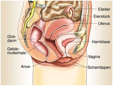 Vulva (scham, pudendum femininum) 3.2 innere geschlechtsorgane. Sexuelle Krankheiten