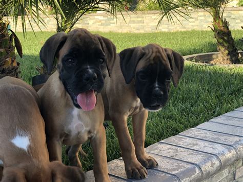 Our standards for boxer breeders in california were developed with leading veterinarians and animal welfare experts. Boxer Puppies For Sale | Buena Park, CA #283099 | Petzlover
