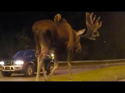 The camel was clearly messing about with him. Don't 'moose' around: Clip of moose walking down road in ...