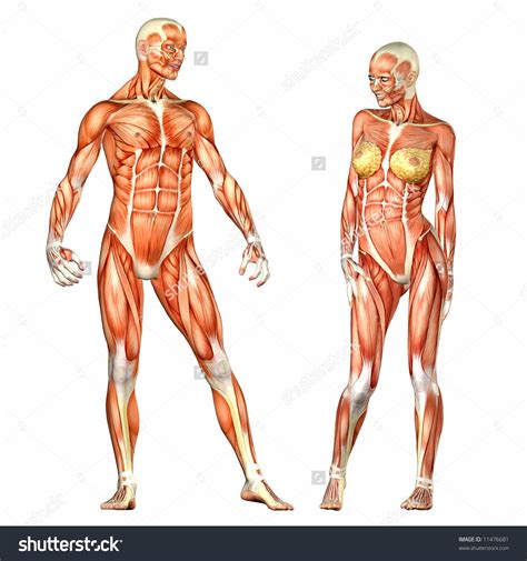 Escolha entre premium de woman body anatomy da melhor qualidade. Risultati immagini per woman anatomy | Human anatomy ...