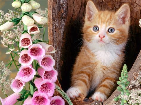 Paws funny beautiful pretty green adorable kitty pet eyes lion face cub flower snow tiger photography red animals black beauty blue white wildlife cats cat painting sweet flowers sleepy sleeping cat face wild basket kitten cool nice. Cute Cat Wallpapers - Entertainment Only