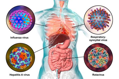 Acute viral gastroenteritis is a common cause of illness resulting in visits to the emergency department and outpatient clinics in the united states. Best Rsv Virus Stock Photos, Pictures & Royalty-Free ...