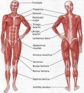 Muscle on back of calf (covers most plantar flexion of foot(via achilles tendon); Women's Muscular Anatomy | Human body muscles, Human body ...