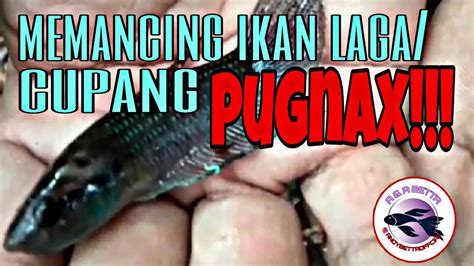 Penyebab telur ikan cupang gagal menetas, penjualcupang.com | ada banyak faktor yang menyebabkan kita gagal ternak ikan cupang, selain pemilihan induk ikan cupang yang salah, tidak mau kawin, telur ikan cupang yang tidak menetas, induk makan burayak, hingga yang paling umum burayak pada mati akibat kurang persiapan pakan. Jom memancing ikan laga/betta!!!//wild betta fishing ...