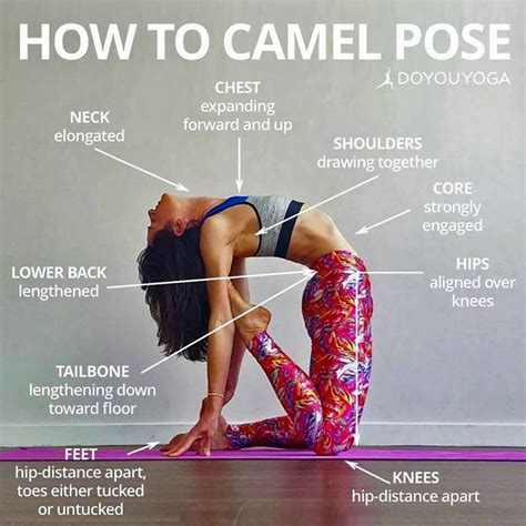 To consume health benefits of camel urine is usually mixed with camel milk, this is to disguise the unpleasant taste if consumed in the form of pure urine. Camel Pose Benefits (USTRASANA)