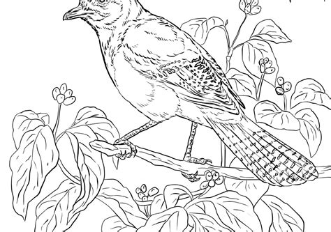 Blue jay coloring page awesome regular show coloring sheets coloring from toronto blue jays logo coloring pages. Blue Jay Coloring Page at GetDrawings | Free download