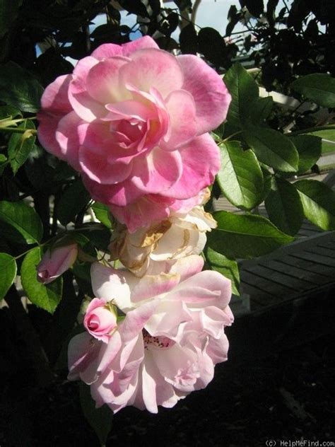 Burgundy iceberg rose has deep purple. 'Pink Iceberg ' Rose Photo | Rose, Rose photos, White roses