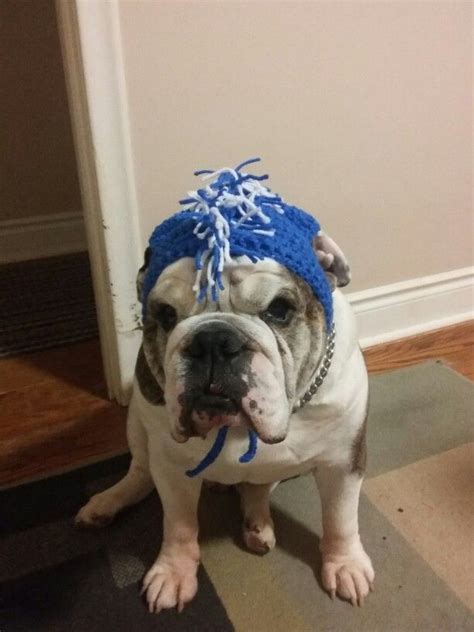 Why does she do this to me? | Bulldog, French bulldog, Puppies