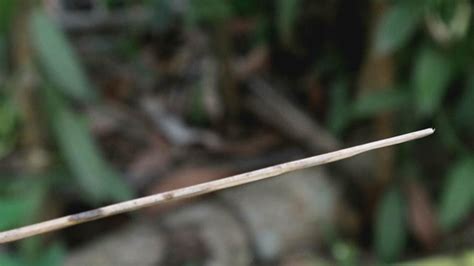 Meletakkan atau mengangkat tangan sampai posisinya lebih tinggi dari jantung. Cara Mengawinkan Bunga Vanili, Berhasil 98% - Lombok Organik