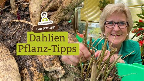 Wenn sie anfangen, dahlien aus samen zu pflanzen, sollten sie sie drinnen oder direkt im garten beginnen, solange eine häufige frage, die dahlienzüchter zum ersten mal haben, ist wann dahlien zu pflanzen sind. Wann Dahlien pflanzen? Dahlien Pflanz-Tipps - Wecken wir ...