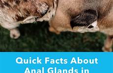 anal glands cats glandex gland