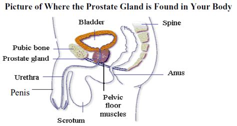 There is an increased risk of prostate cancer if a man's father and/or brother has been diagnosed with the disease. Dealing with Erectile Dysfunction - Prostate Cancer ...