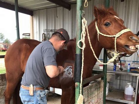 Freeze branding is applying super cooled iron to a horse's hide which makes the letters of the mark to be easily read. Long View Ranch Freeze Branding - freeze branding irons ...