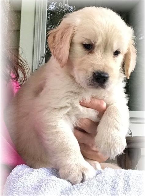 We placed our spring litter in wonderful homes. Golden Retriever Puppies Near Houston Tx - Puppy And Pets