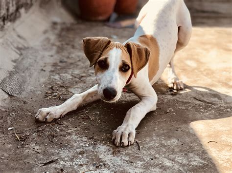 The boxer mix can have multiple purebred or mixed breed lineage. Boxer Puppies Price In India