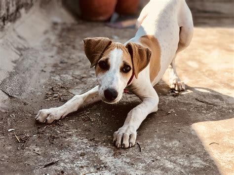 Boxers are stocky and medium in size with strong jaws and a powerful bite. Boxer Puppies Price In India