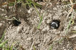 Anlage eines sandariums im garten, schritt 7: Loecher Im Garten Ohne Erdhaufen