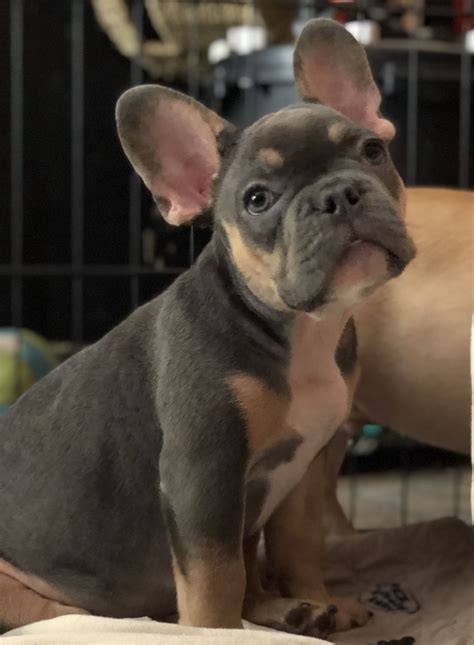The french bulldog, or frenchie as they are sometimes called, are primarily bred to be a companion pet. Milo Male Akc French Bulldog Puppy For Sale Sparta North ...
