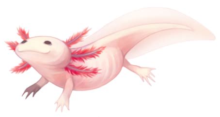 Good axolotl names a cute pet deserves the right name. À la découverte de… Ambystoma mexicanum (l'Axolotl) - CQFD