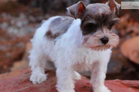 Find boxer puppies for sale and dogs for adoption near you. White Miniature Schnauzer Puppies For Sale Near Me