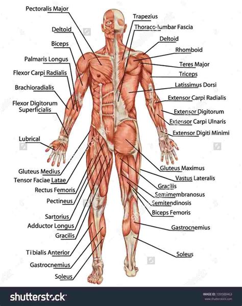 Muscle anatomy types of movement all muscles exert their force by pulling between at least two points of attachment. Human Muscles Labeled - koibana.info | Human body organs ...