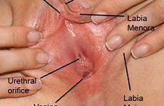 vagina anatomy pussy vulva mons labia vaginal female majora tattoos clitoris pubis woman vs external wikidoc girls insert tampon vaginas