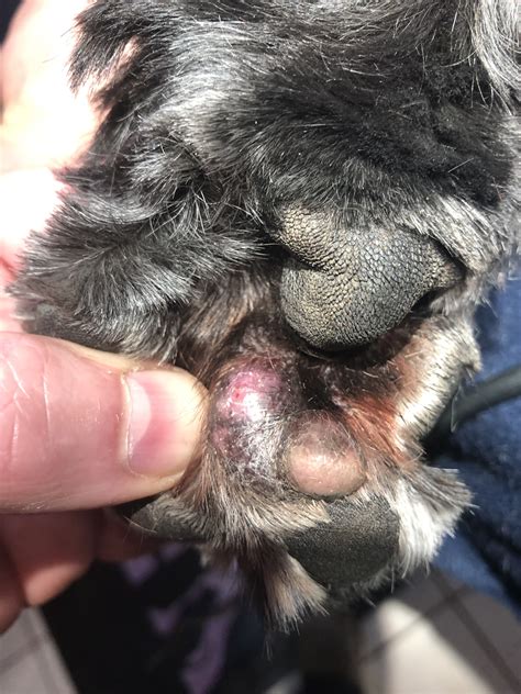 Yet despite this, or perhaps because of this, cancer is one of the leading causes of death in pet dogs and cats. Mass on the foot of a dog. | Dog cancer, Dogs, Your dog