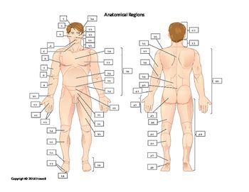 It is not reliant on whether the patient is standing, su. Anatomical Regions Quiz or Worksheet by Everything Science ...