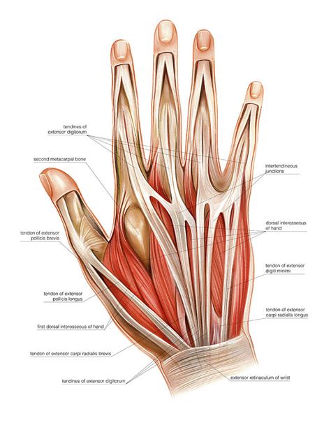 It arises from the medial epicondyle at the elbow. Muscles Of The Hand Photograph by Asklepios Medical Atlas