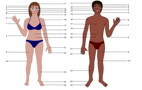 The human body is the body of a person. Free Clipart: Human body both genders with Numbers | gem