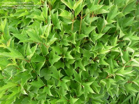 It grows to only 6 feet tall, allowing to be placed in more places than the larger viburnum. PlantFiles Pictures: Viburnum, Cranberry Bush, Crampbark ...