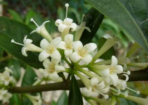 010 2675 401 / 017 3935 940 yahya bin abdul rahim. Greenfingers: Update Pokok Mahkota Dewa