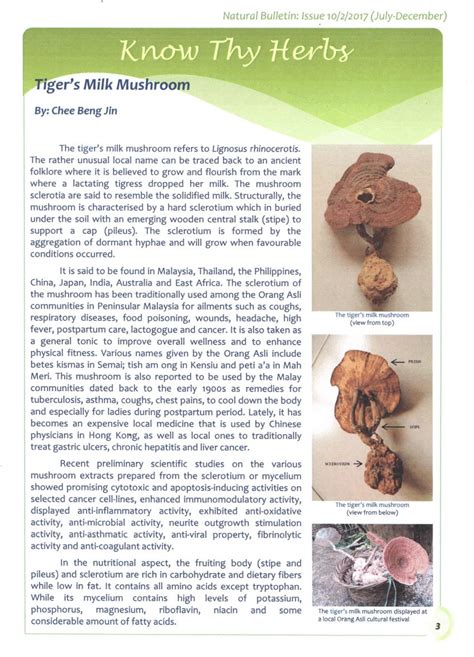 A unique and precious medicinal mushroom of malaysia rain forests. Tiger Milk Mushroom For Herb Medicine - Agro Future Store