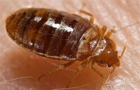 Pest species, on the other hand, feed on a wide variety of plants and will readily switch from grasses to the last thing you want to do is spray for grasshopper control and end up killing your plants as well. Pest Guides Archives - Pest Control Gurus