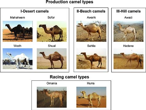 Whats the difference between camel crush and camel menthol. The different types of Arabian Peninsula dromedary ...