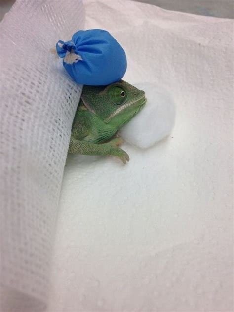 They are incredibly satisfying to care for and look at, but. So I work at a pet hospital, and we got a sick chameleon ...